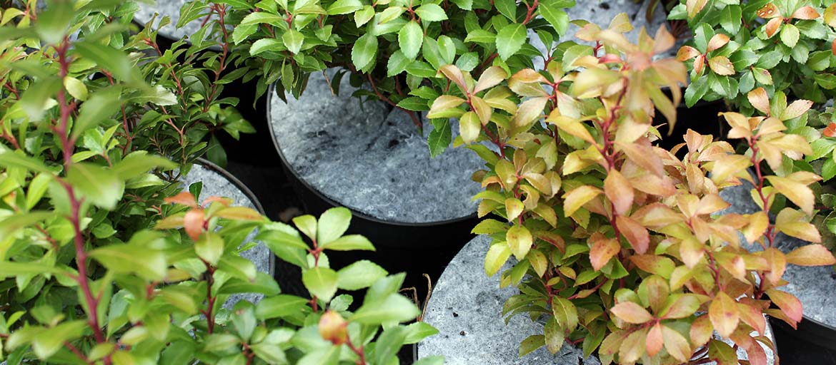 Дыскі ганчарныя кругі з нятканага абарона ад пустазелля Польшча