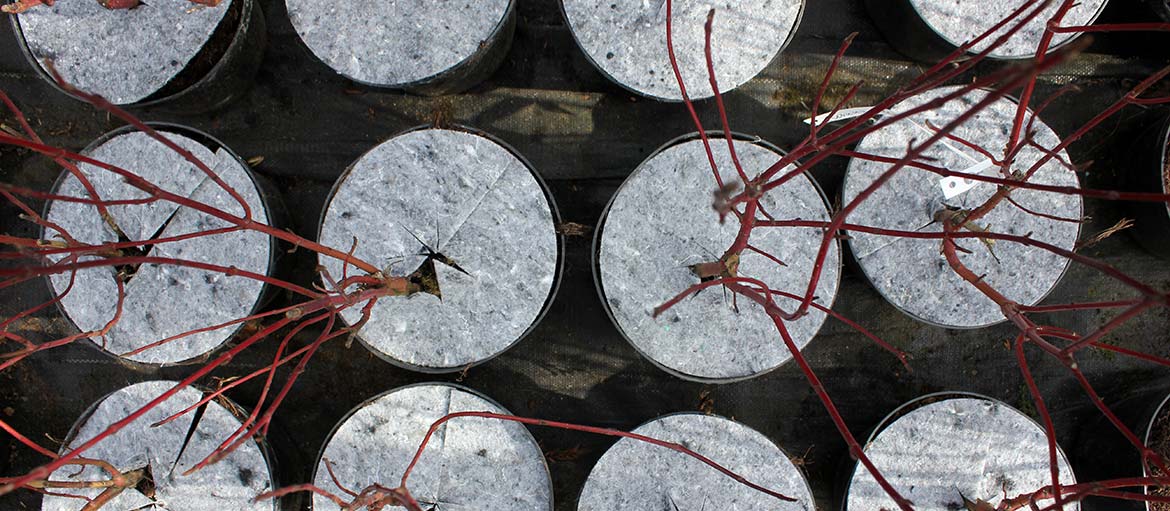 Дыскі ганчарныя кругі з нятканага абарона ад пустазелля Польшча