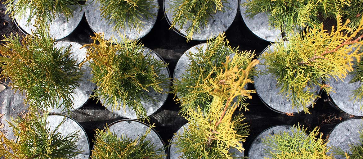 Дыскі ганчарныя кругі з нятканага абарона ад пустазелля Польшча