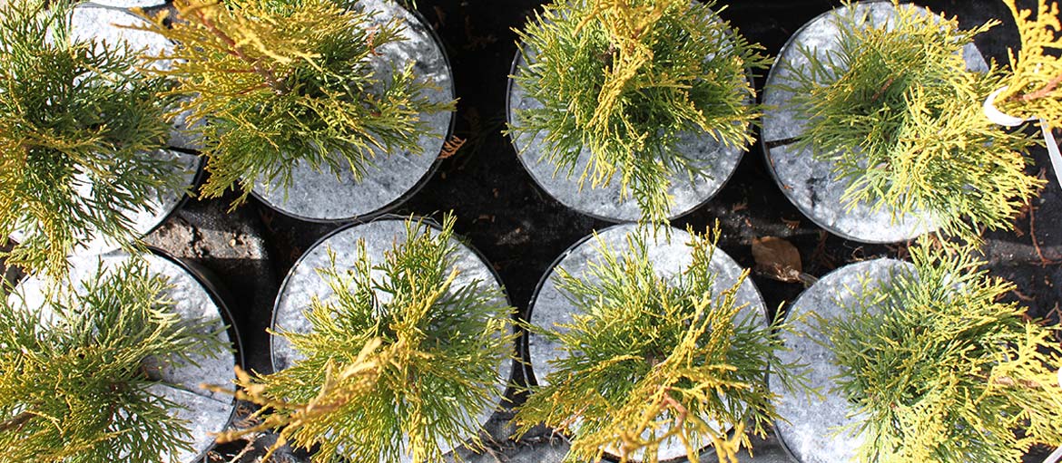 Дыскі ганчарныя кругі з нятканага абарона ад пустазелля Польшча