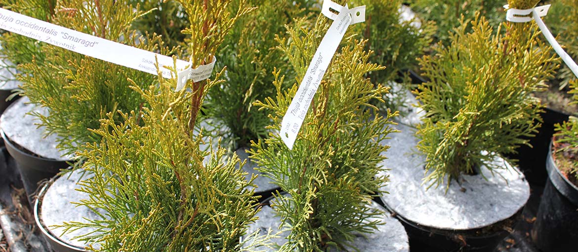 Дыскі ганчарныя кругі з нятканага абарона ад пустазелля Польшча