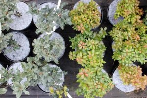 абарона ад пустазелля Польшча01