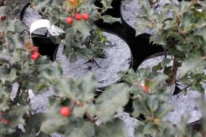 абарона ад пустазелля Польшча02