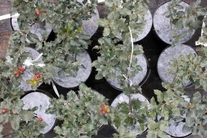 абарона ад пустазелля Польшча06