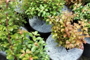 абарона ад пустазелля Польшча05