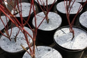 абарона ад пустазелля Польшча03