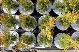 абарона ад пустазелля Польшча04