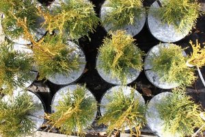 абарона ад пустазелля Польшча09