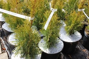 абарона ад пустазелля Польшча08