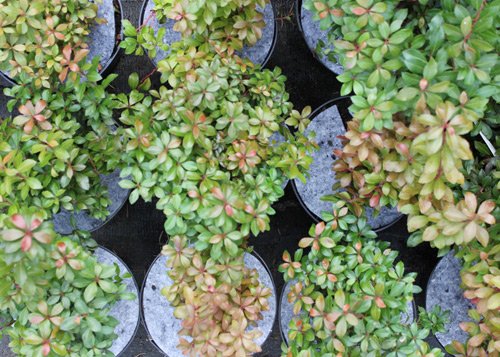 Дыскі ганчарныя кругі з нятканага абарона ад пустазелля Польшча